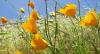 https://www.beus.guessdamutt.com/sites/default/files/banner/California-Poppies_BeyondEfficiency.jpg